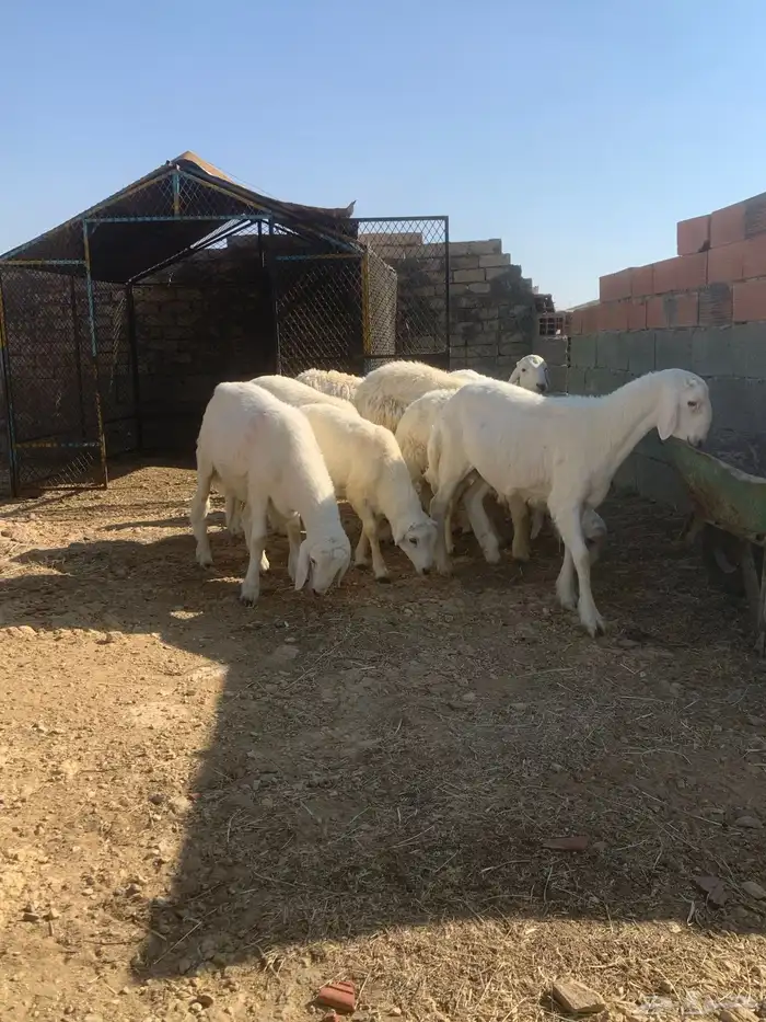 طليان للبيع 0