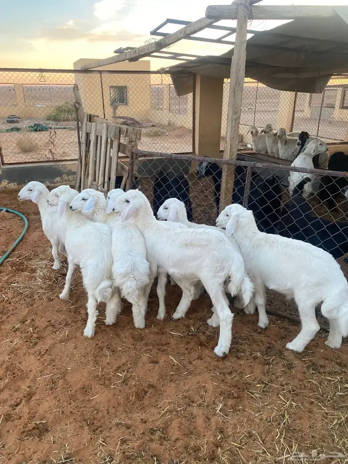 حريات لبانيات 0