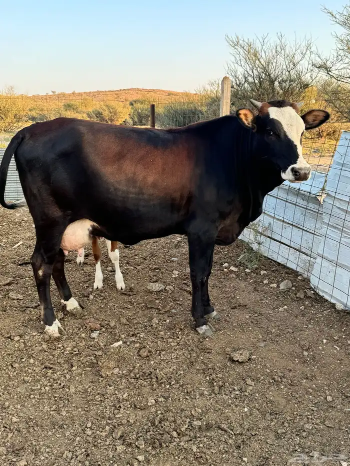 حسيله المانيه تحتها حسيله 0