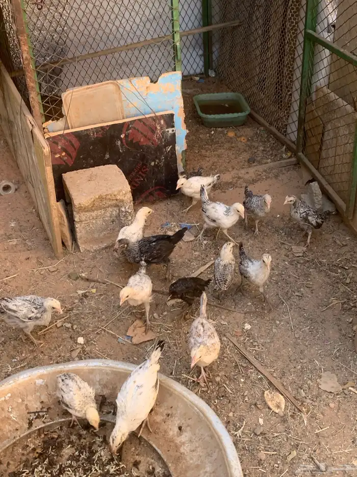 فروخ عمرهم شهرين واكثر شووي 2