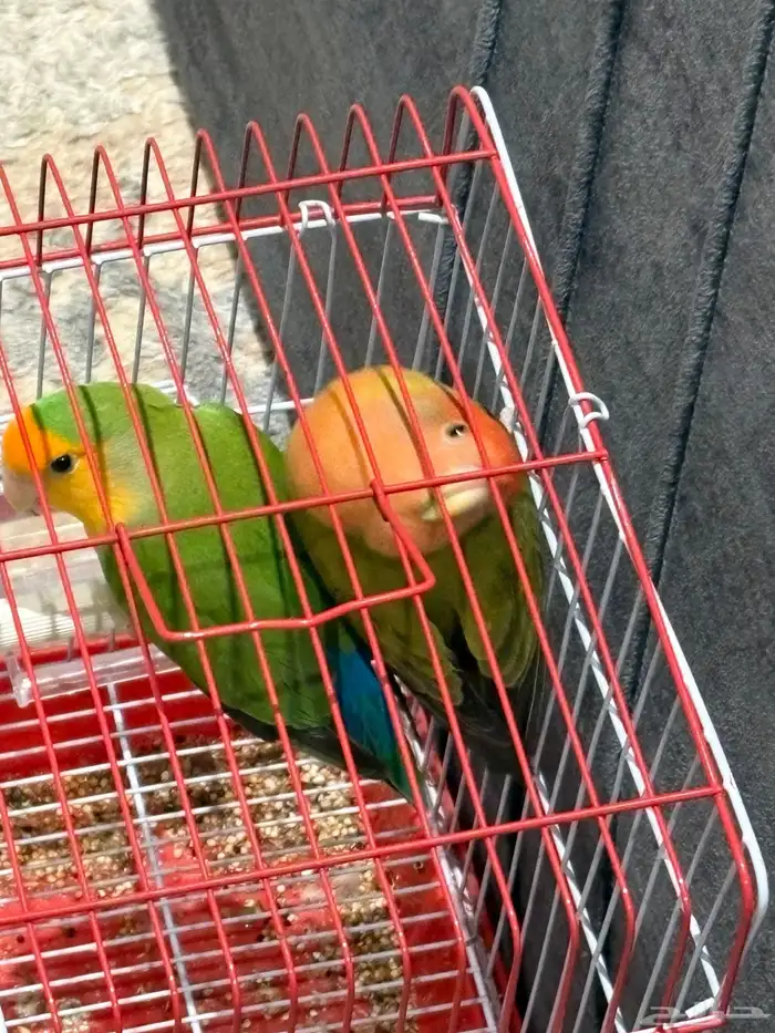 جوز روز غير اليف 2