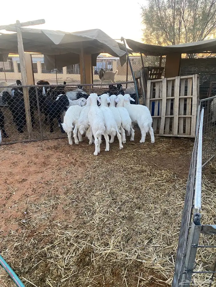 حريات لبانيات 1