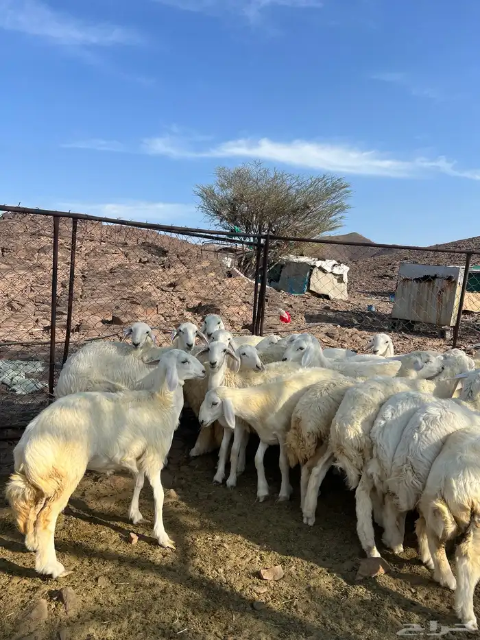 رخال حريات فاخرة مقنوي 1