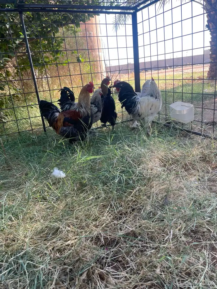 ديوك للبيع 2