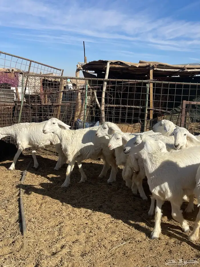 تم البيع رخال حرش مراح واحد صنف 12