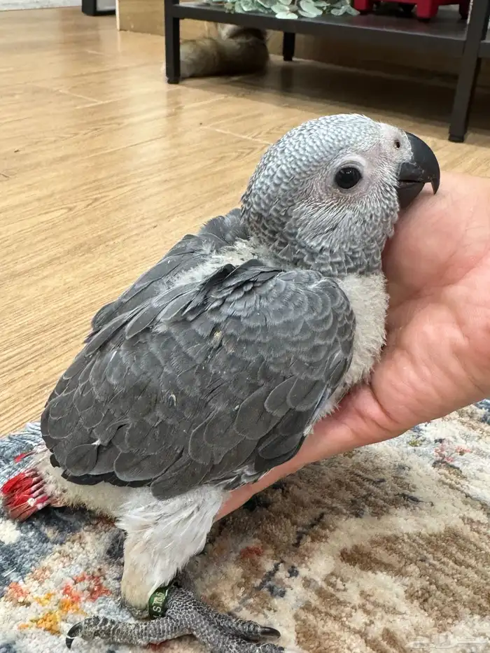 فرخ كاسكو عمر شهرين تقريبا 2