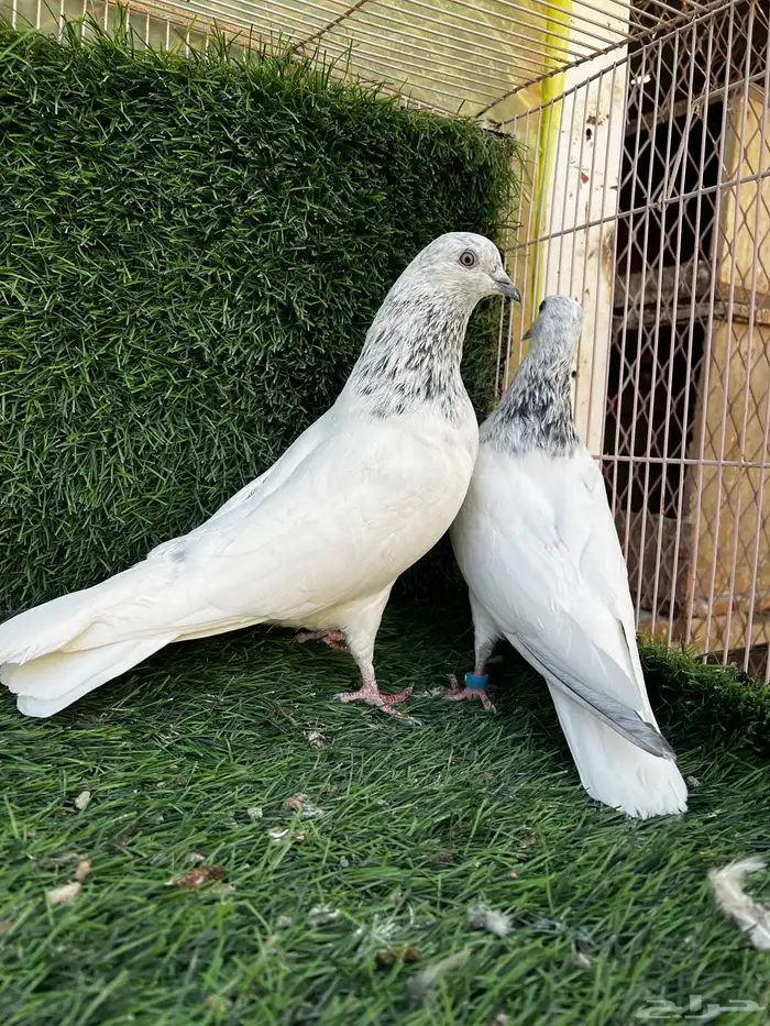 (تم البيع). 0