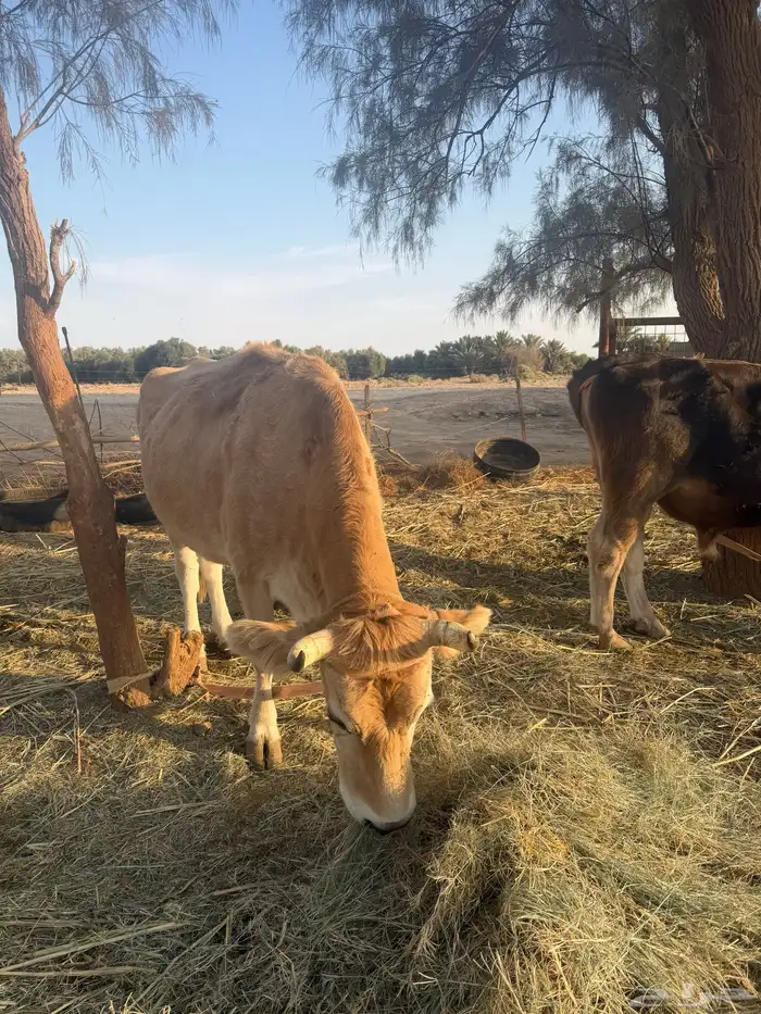 للبيع بقرتين شرط 1