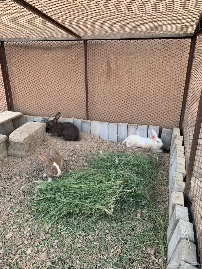 للبيع ارانب منتجات 0