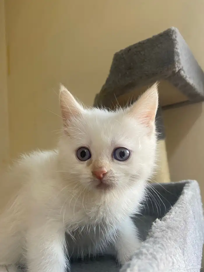 قطط للبيع بسعر مناسب 6