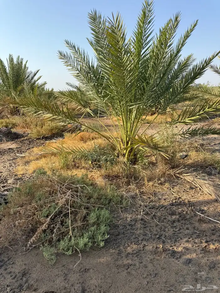 للبيع نخل قلايع روثانه 1