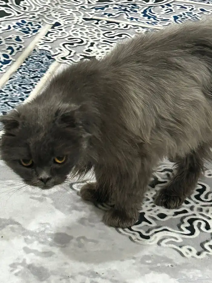 قط شيرازي للتبني. تم التبني تم التبني تم التبني 1