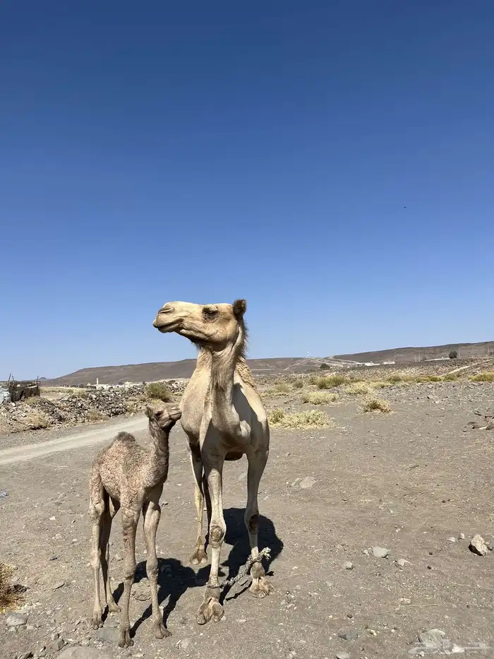 ناقه حراه تحتها بكره 0