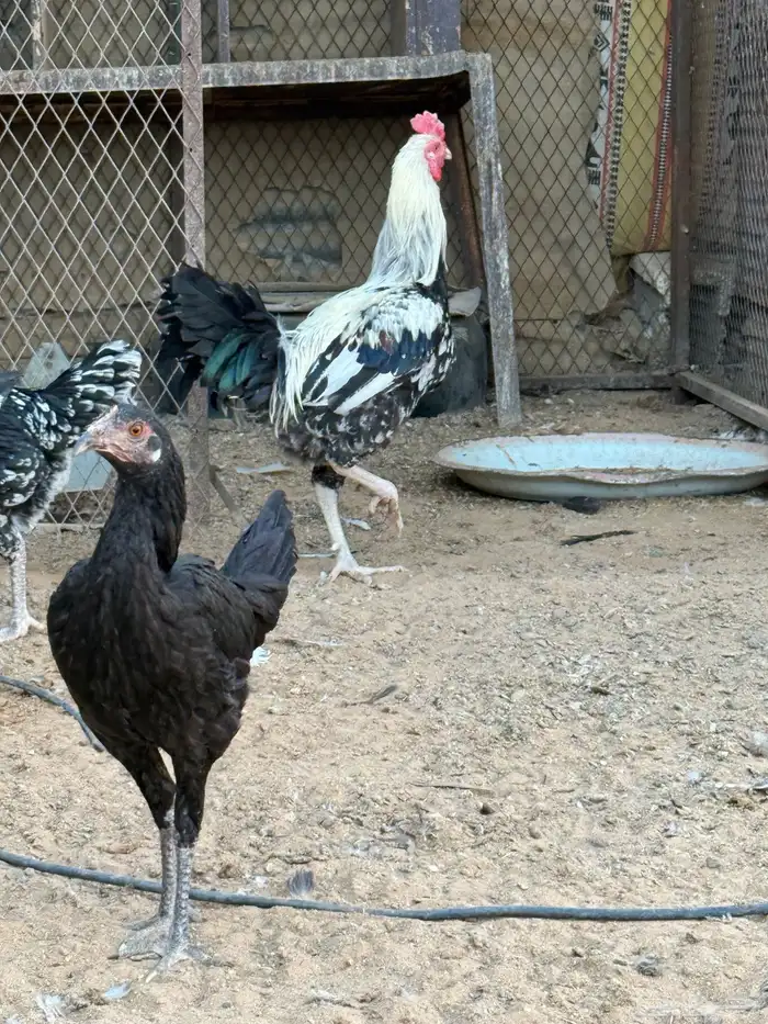 دجاج باكستاني 0