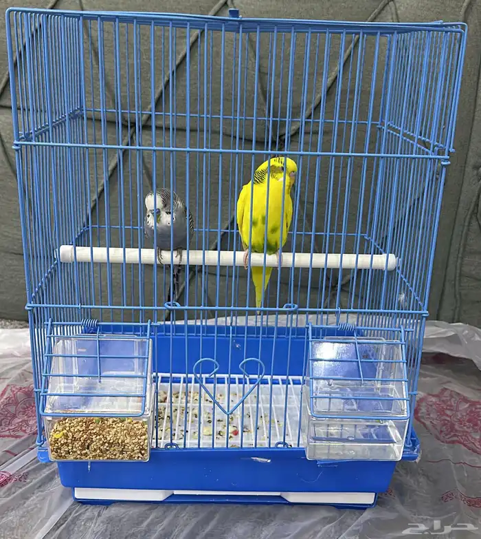 عصافير للبيع 0