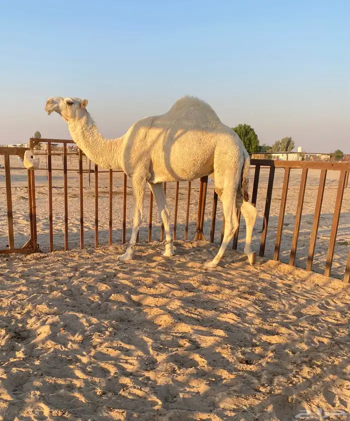 قعود داخل حق 0