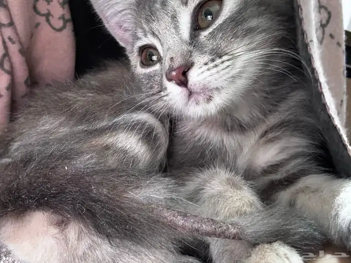 قطوه لتبني عمرها شهرين 1