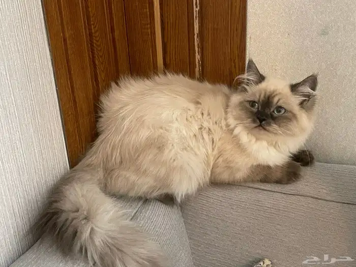 قطه انثى هامالايا عمرها 6 شهور متطعمه 0