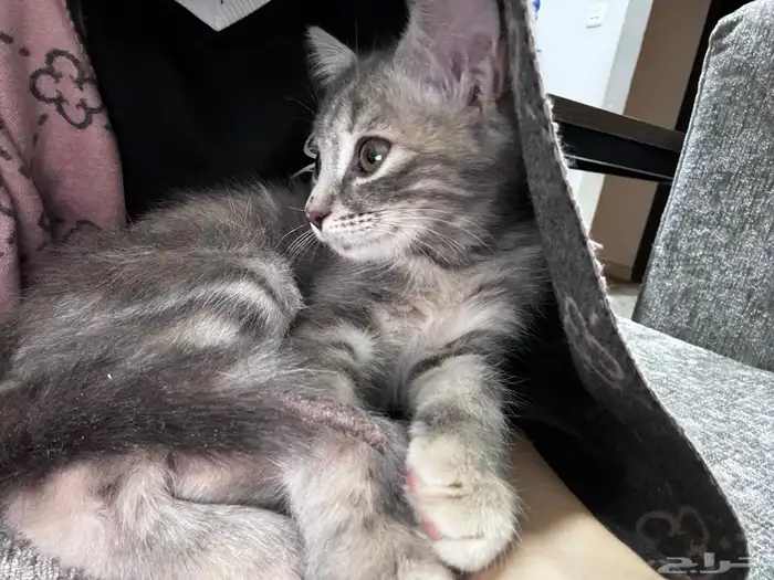 قطوه لتبني عمرها شهرين 0