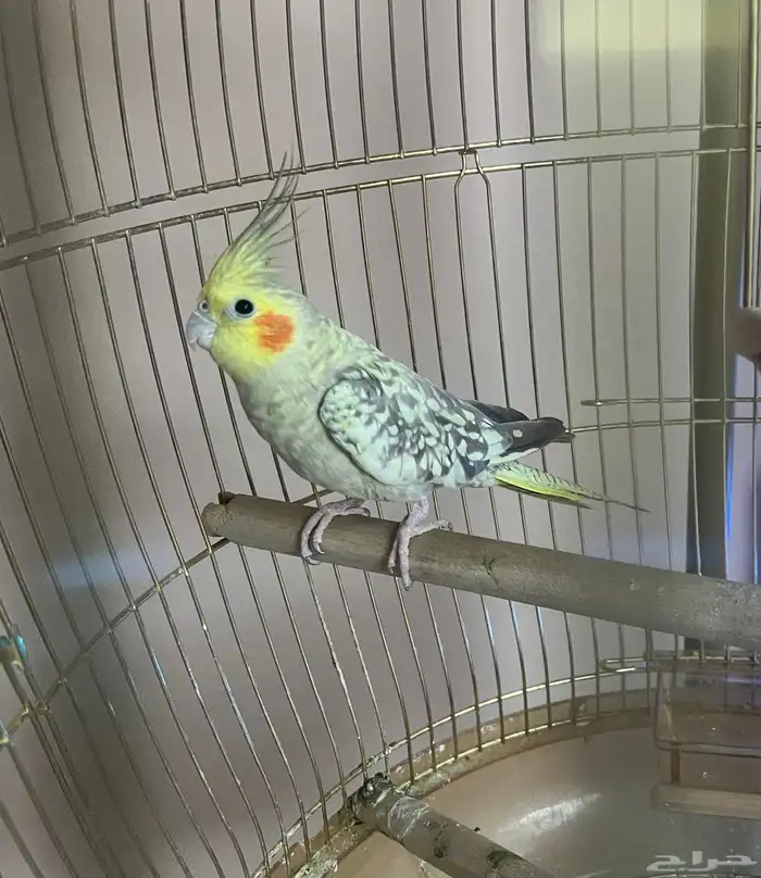 كروان اليف 0