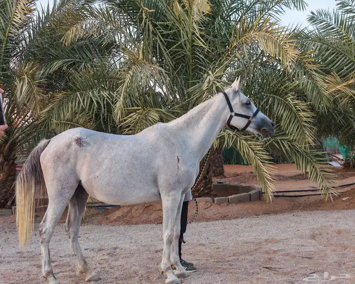 فرس لقاح شعبية 1