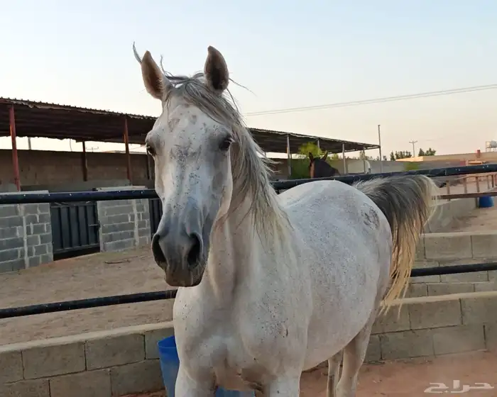 فرس لقاح شعبية 3