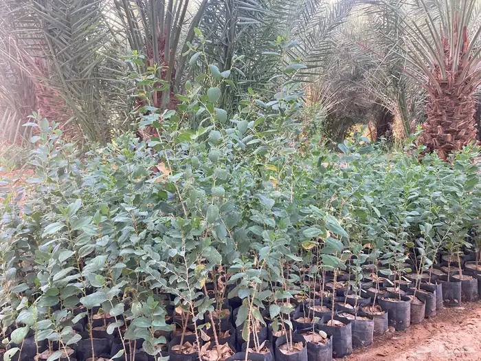 سدر بلدي شتلات 3