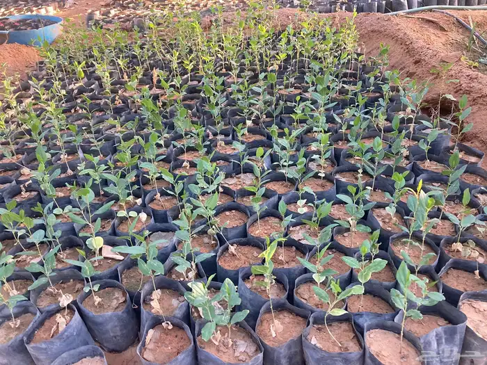 سدر بلدي شتلات 1