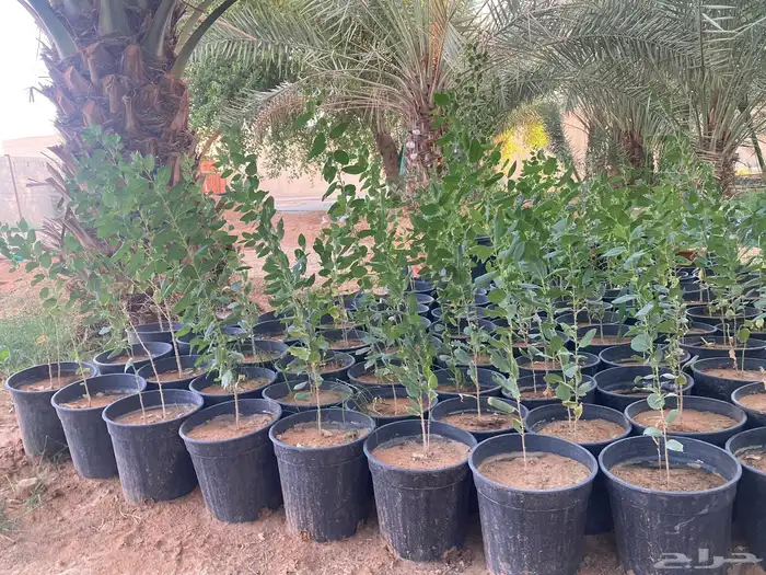 سدر بلدي شتلات 0