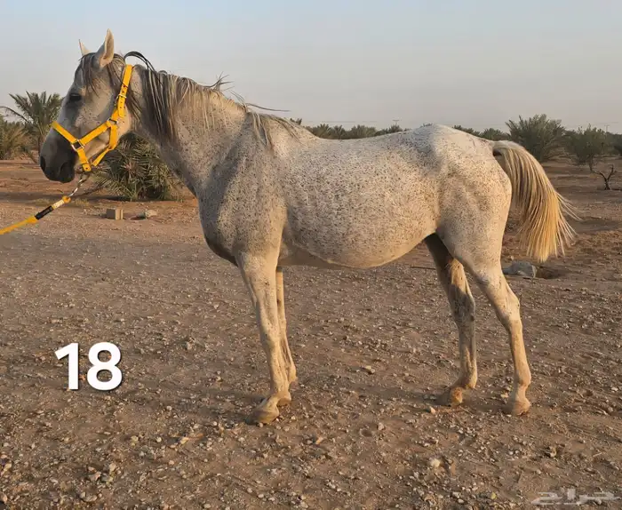 فرسين نخبة للبيع   دماء سباقات ونسب عالمي 2