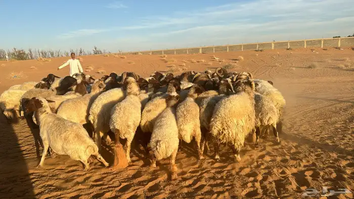 للبيع حريات و نعيمي و برابر 16