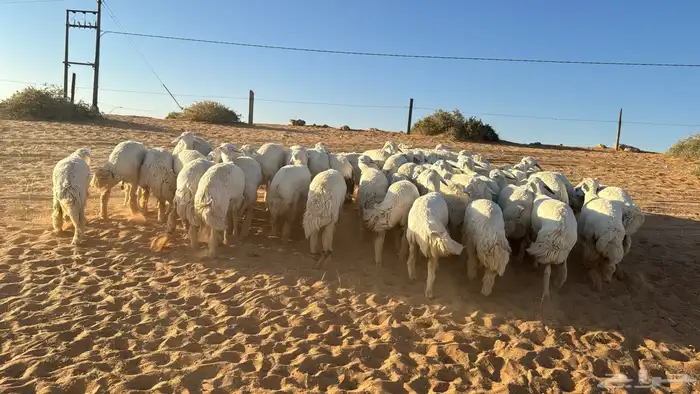 للبيع حريات و نعيمي و برابر 7