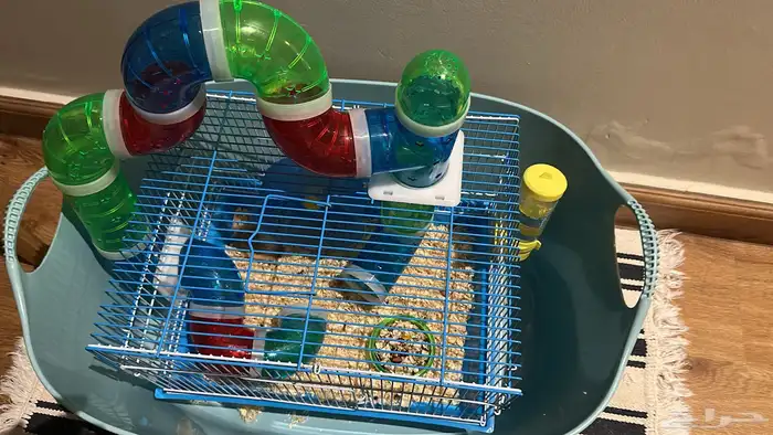 زوج هامستر روسي ونتر وايت منتج 2