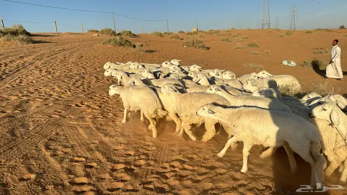 للبيع حريات و نعيمي و برابر 4