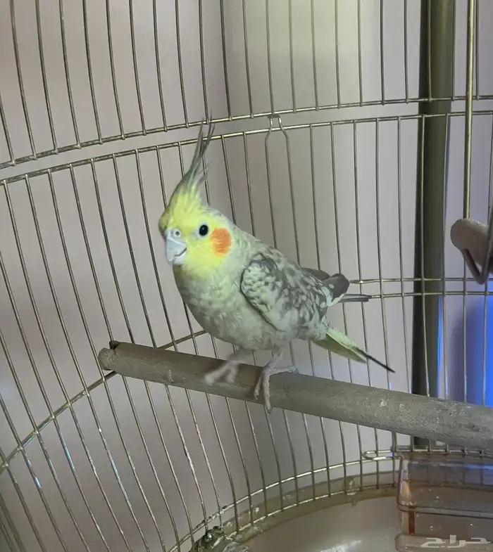 كروان اليف 1