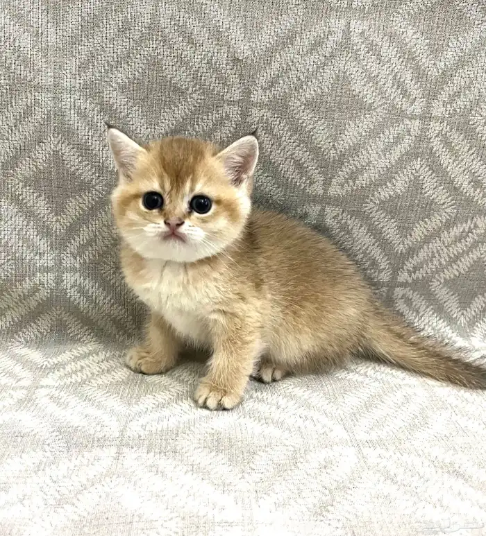 للبيع قطط سكوتش بيور متوفر (((تابي وتمارا ))( 4