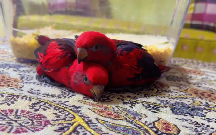 رد لوري ريد لوري فرخين انتاج محلي حجم سوبر جامبو 1