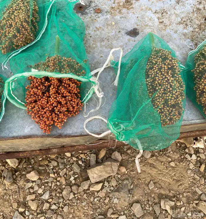 أكياس لحماية الحبوب والثمار 2