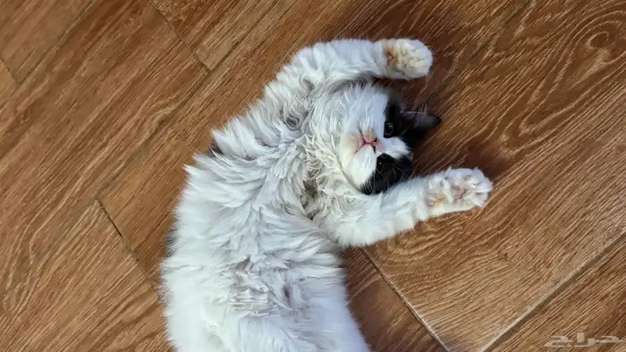 قطة انثى للبيع 1