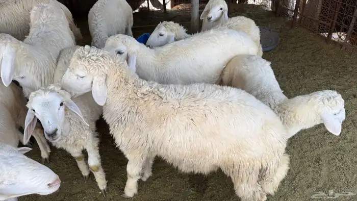 طليان للبيع 1