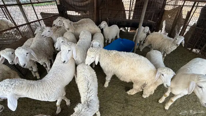 طليان للبيع 4