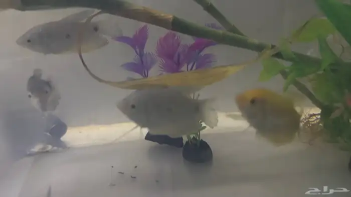 اسماك جرامي   فايتر 3