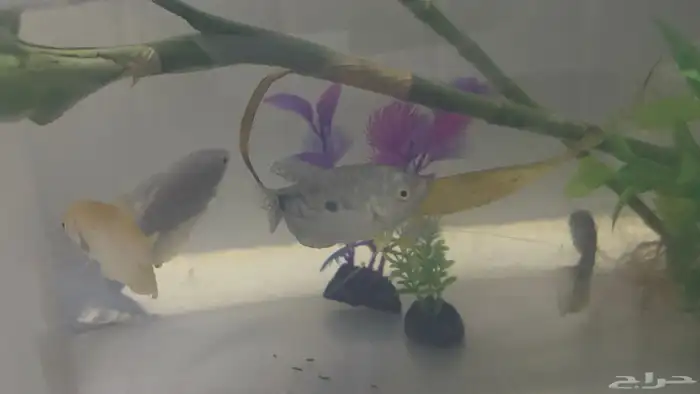 اسماك جرامي   اسماك فايتر 2