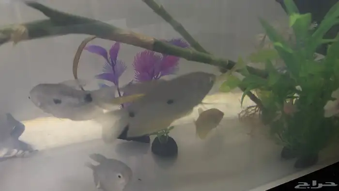 اسماك جرامي   اسماك فايتر 1