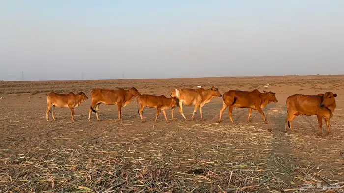 للبيع بقر رعويات مراح واحد 6