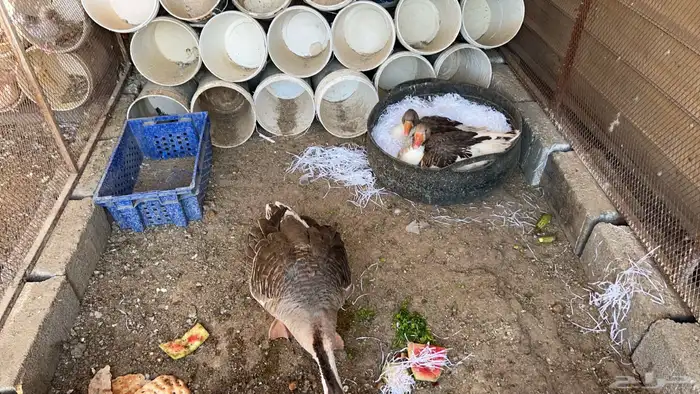 دجاج ماكنتوش كفو كفو نظيف 3