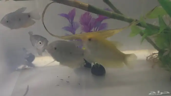 اسماك جرامي   فايتر 0