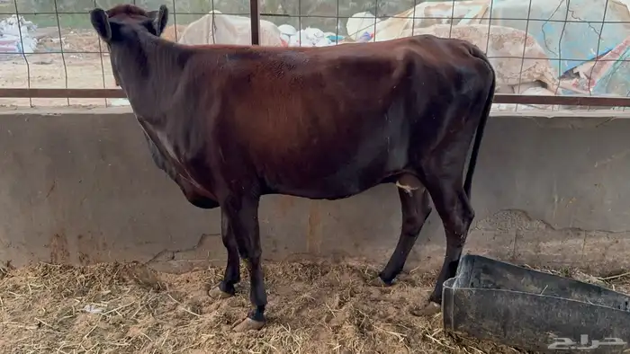 بقرتين طيبات بالحيل ابكيار 5