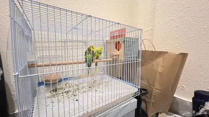 جوز طيور للبيع مع ملحقاتها 2