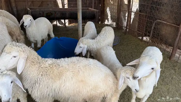 طليان للبيع 5